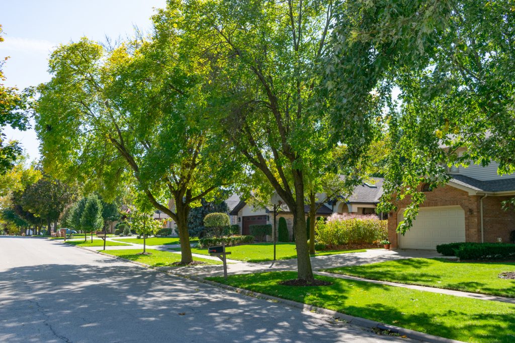 Tree Service 1