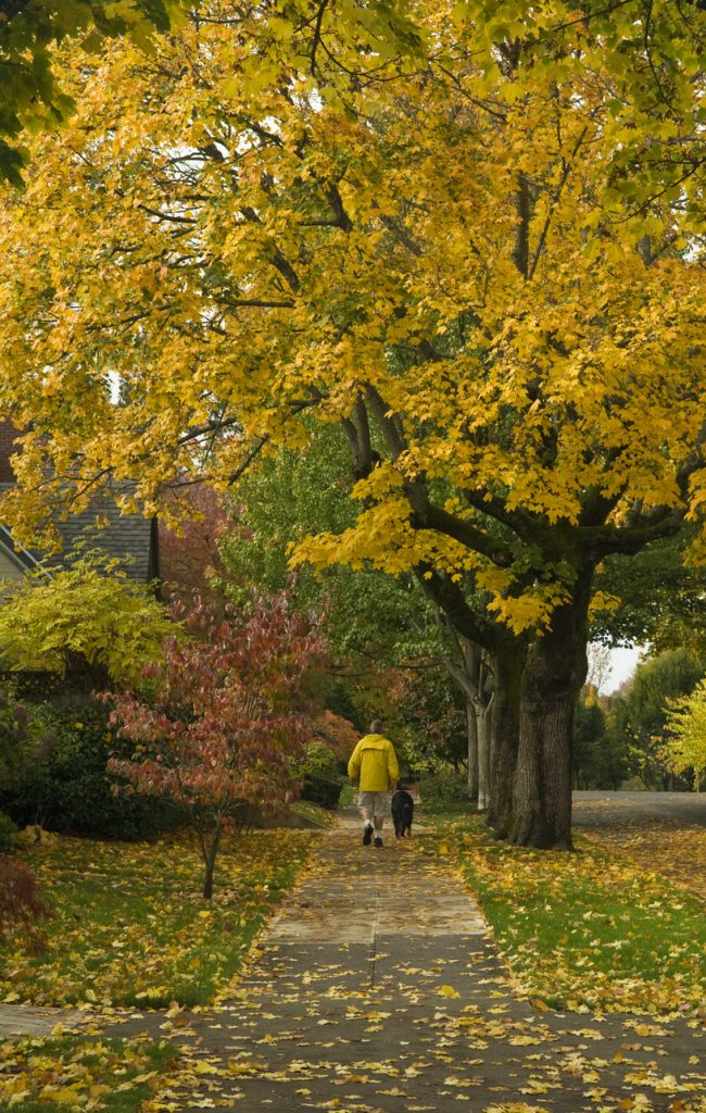 Tree Service 3